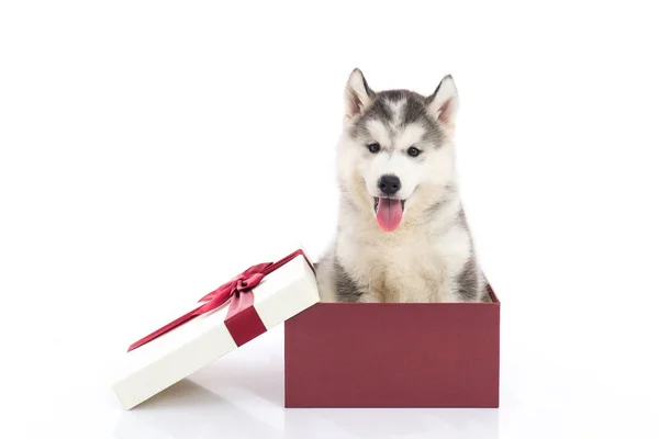 Sibirischer Husky Welpe sitzt in einer Geschenkbox — Stockfoto