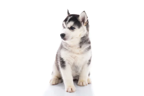 Söta siberian husky valp sitter på vit bakgrund — Stockfoto