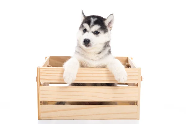 Cute Siberian husky puppy sitting in a wooden crate o — Stock Photo, Image