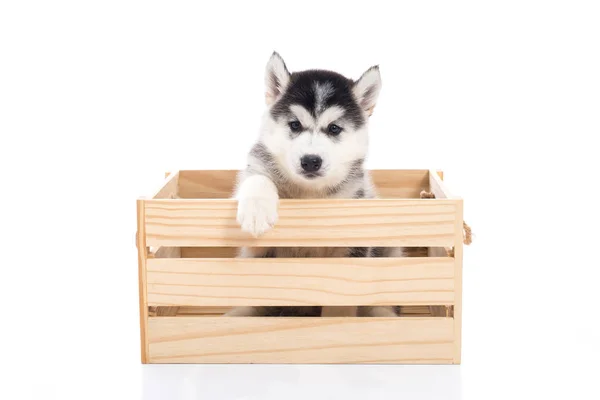 Cute Siberian husky puppy sitting in a wooden crate o — Stock Photo, Image