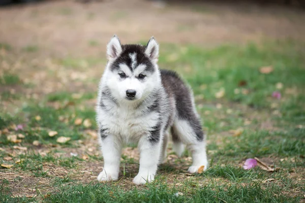 Puppy on green grass — Stock Photo, Image