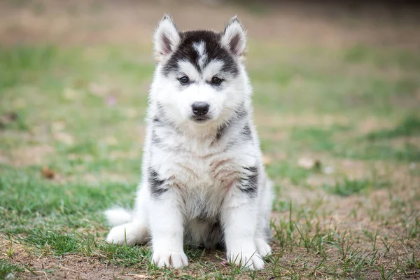 Puppy op groen gras — Stockfoto