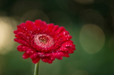 Doğa arka plan üzerinde kırmızı gerbera su ile damla