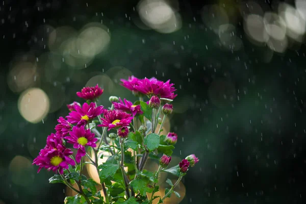Daisy blommor under regn — Stockfoto