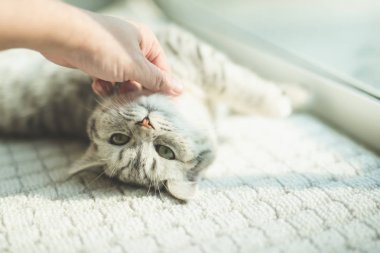 Asyalı kadın kedi ile oynarken