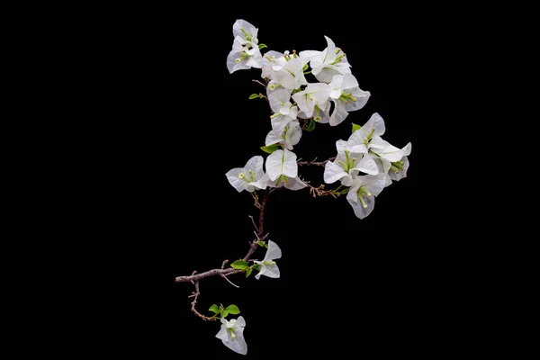 Bougainvilleas blancas en flor — Foto de Stock