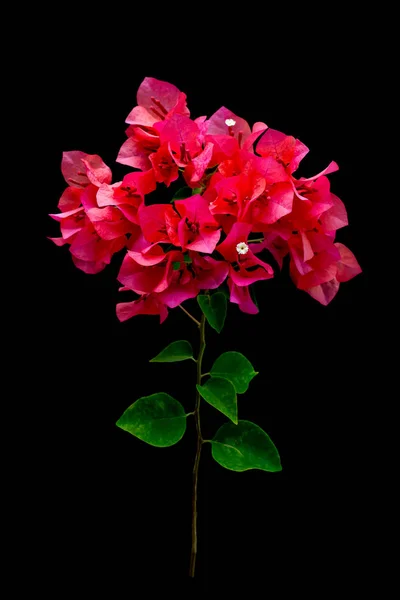 Bougainvilliers roses en fleurs — Photo