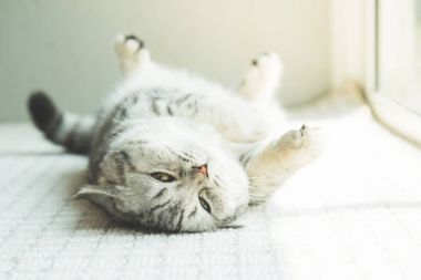 Stenografi kedi yalan ve kameraya bakıyor