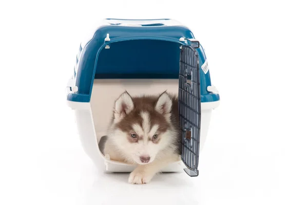 Cachorro husky siberiano em caixa de viagem o — Fotografia de Stock