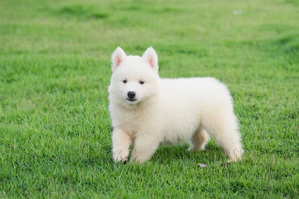 Niedlicher weißer sibirischer Husky Welpe auf Gras — Stockfoto