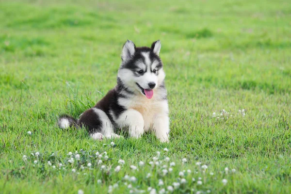 Симпатичний білий сибірський щеня хаскі на траві — стокове фото