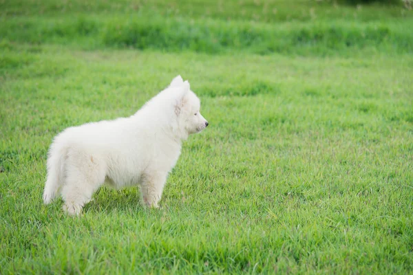 Bonito cachorro branco siberiano husky na grama — Fotografia de Stock