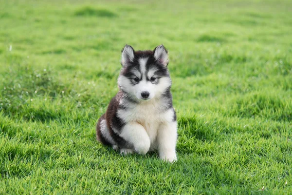 Bonito cachorro branco siberiano husky na grama — Fotografia de Stock