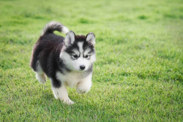 Bonito cachorro branco siberiano husky na grama — Fotografia de Stock