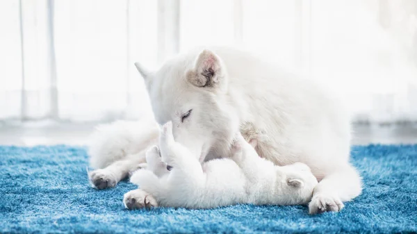 Szibériai husky anya őt kiskutya játszik — Stock Fotó