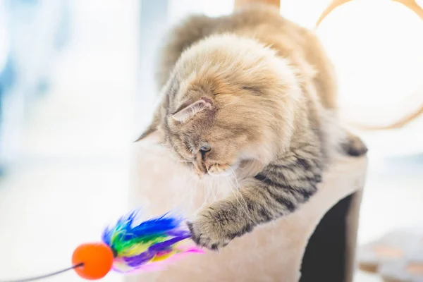 Cute persian cat playing toy — Stock Photo, Image