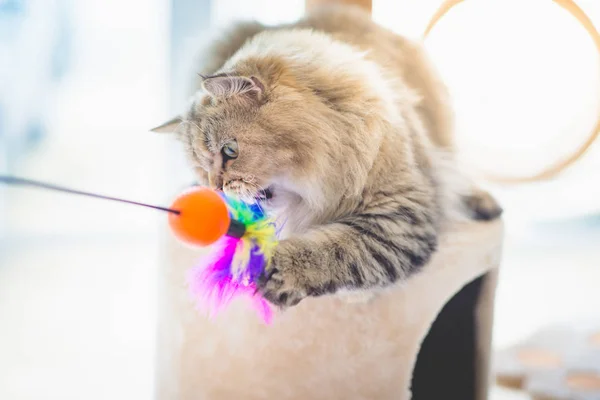Милый персидский кот играет в игрушки — стоковое фото