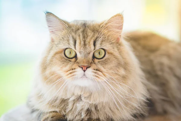 Şirin Farsça kedi kedi kule üzerinde yalan — Stok fotoğraf