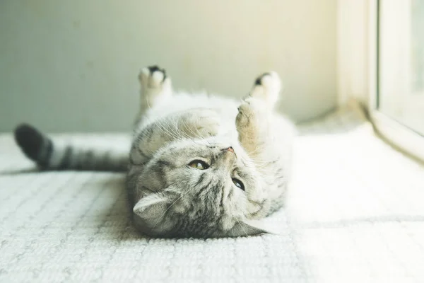 Shorthair cat lying and looking at camera — Stock Photo, Image