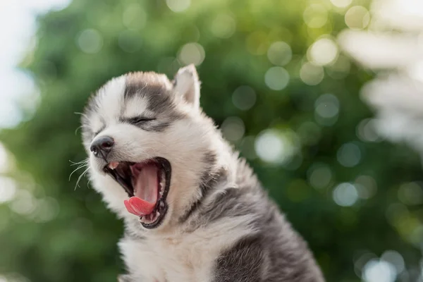 Blå ögon siberian husky valp gäspningar — Stockfoto