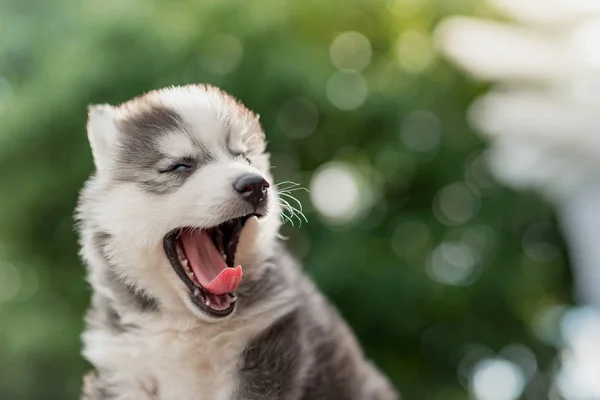 Olhos azuis siberiano husky filhote bocejo — Fotografia de Stock