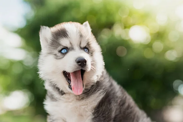 Cachorro husky siberiano con fondo de luz solar bokeh —  Fotos de Stock