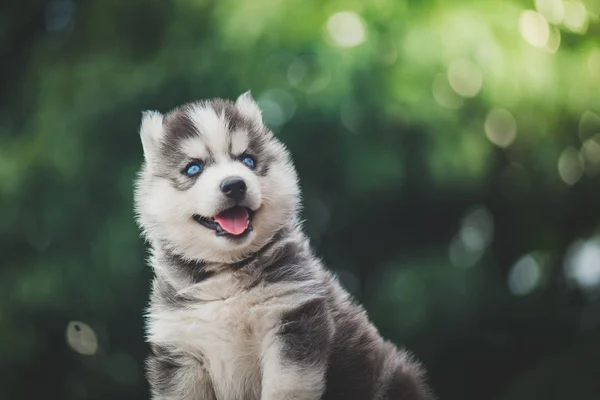 Cucciolo husky siberiano con sfondo bokeh luce solare — Foto Stock