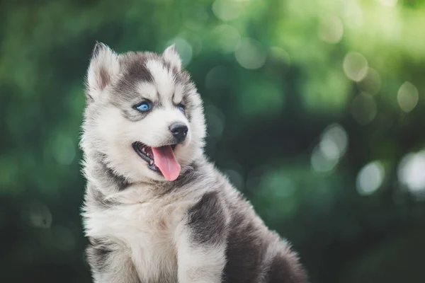 Chiot husky sibérien avec fond de lumière du soleil bokeh — Photo