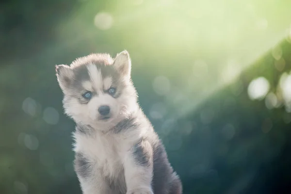 Cachorro husky siberiano con fondo de luz solar bokeh — Foto de Stock