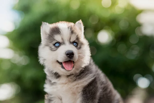 Cachorro husky siberiano con fondo de luz solar bokeh —  Fotos de Stock