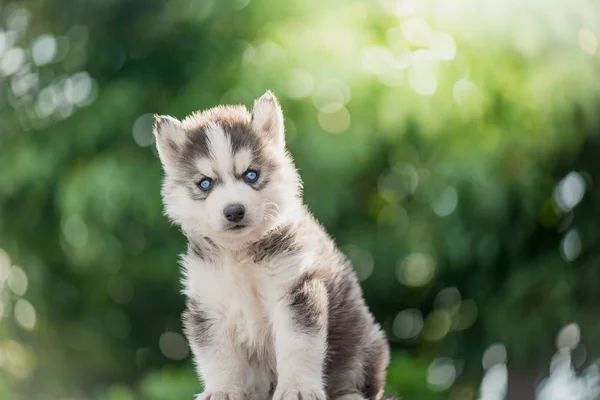 Siberische husky pup met bokeh zonlicht achtergrond — Stockfoto