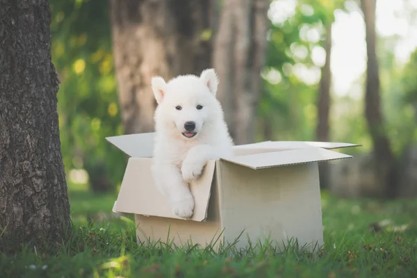 Lindo husky siberiano sentado en una caja — Foto de Stock