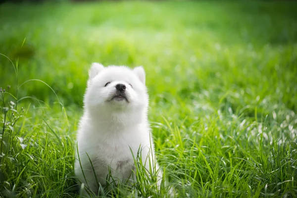 Cachorro husky siberiano jogando na grama verde — Fotografia de Stock