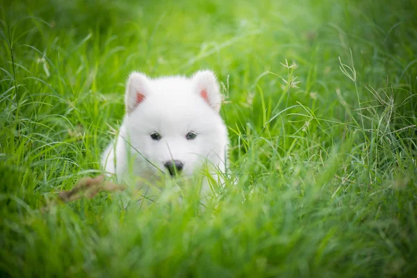 Yeşil çimenlerin üzerinde oynarken Sibirya husky yavrusu — Stok fotoğraf