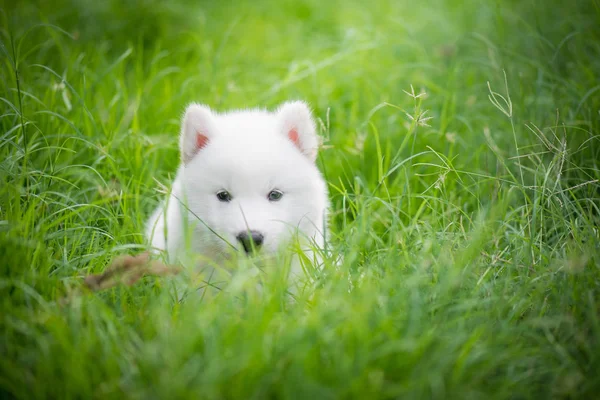 ลูกสุนัขไซบีเรีย husky เล่นบนหญ้าสีเขียว — ภาพถ่ายสต็อก