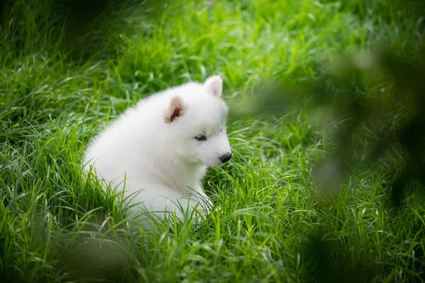 Siberian husky puppy gry na zielonej trawie — Zdjęcie stockowe