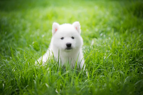 Сибирский щенок хаски играет на зеленой траве — стоковое фото