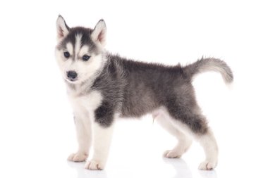 Sibirya köpeği beyaz arka planda oturuyor.