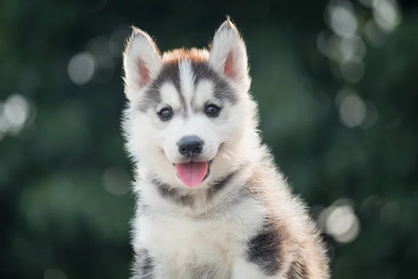 Sibiřský husky štěně s bokeh slunečního záření pozadí — Stock fotografie