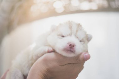 Sibirya husky yavrusu tutan el