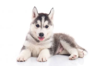 Sibirya köpeği beyaz arka planda oturuyor.