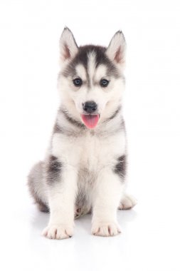 Sibirya köpeği beyaz arka planda oturuyor.