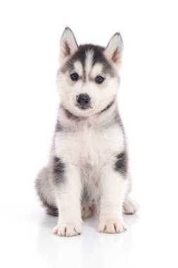 Sibirya köpeği beyaz arka planda oturuyor.