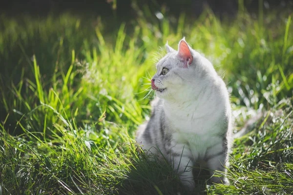 Bonito americano Gatinho de cabelo curto sentado e lambendo lábios — Fotografia de Stock