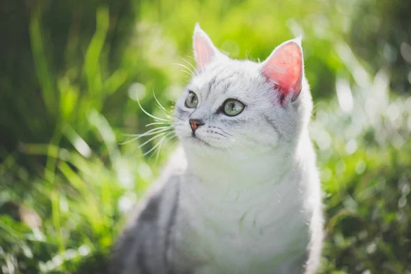 Yeşil çimenlerin üzerinde oynarken Amerikan kısa saç kedi — Stok fotoğraf