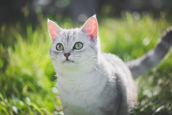 Yeşil çimenlerin üzerinde oynarken Amerikan kısa saç kedi — Stok fotoğraf