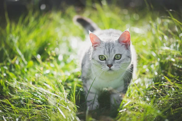 Chat américain à poils courts jouant sur l'herbe verte — Photo