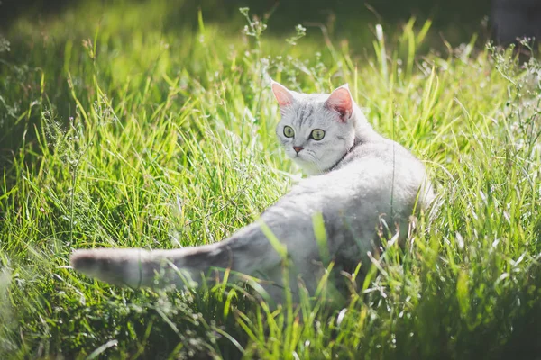 Chat américain à poils courts jouant sur l'herbe verte — Photo