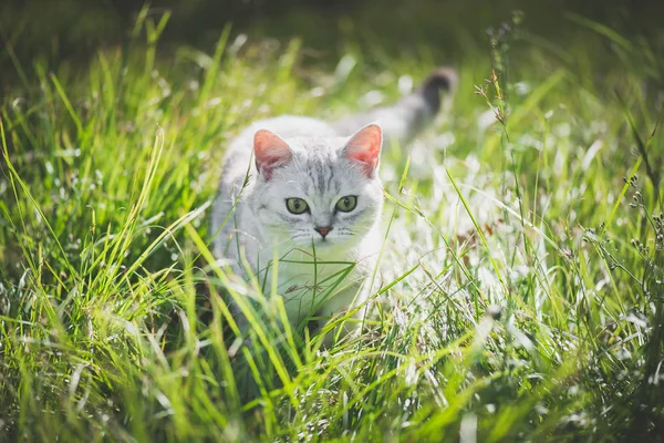 Yeşil çimenlerin üzerinde oynarken Amerikan kısa saç kedi — Stok fotoğraf