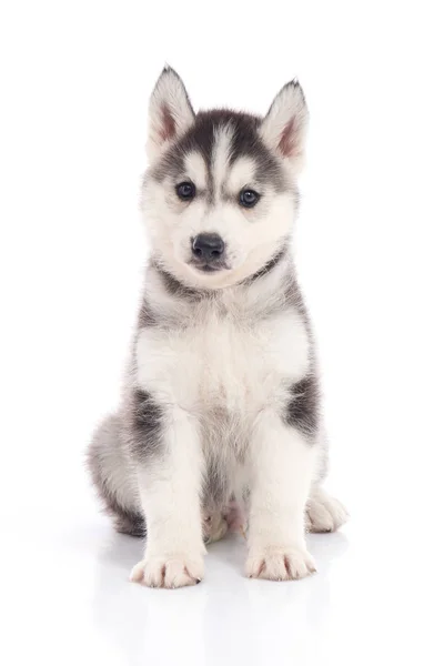 ลูกสุนัขไซบีเรีย husky นั่งบนพื้นหลังสีขาว — ภาพถ่ายสต็อก